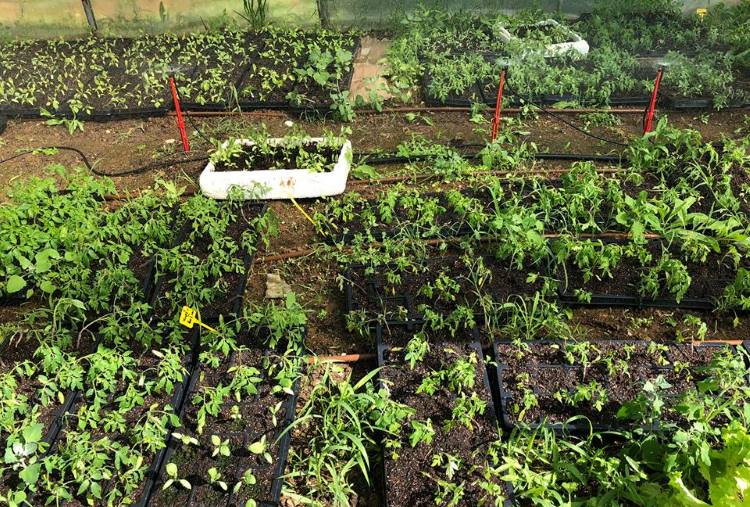 Χαλκιδική: Η εφορία κλείνει λαχανόκηπο που έφτιαξαν μαθητές Δημοτικού σχολείου