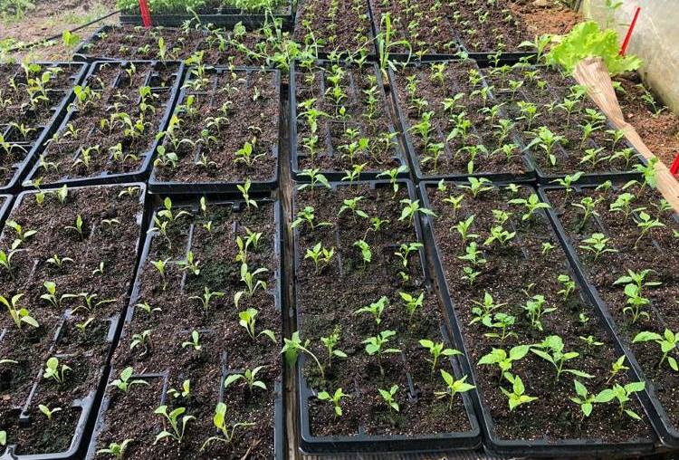 Χαλκιδική: Η εφορία κλείνει λαχανόκηπο που έφτιαξαν μαθητές Δημοτικού σχολείου
