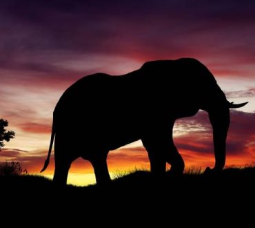 Η παροιμία του ελέφαντα: Όσο θεόρατο κι αν φαίνεται ένα πρόβλημα, μπορούμε να το λύσουμε