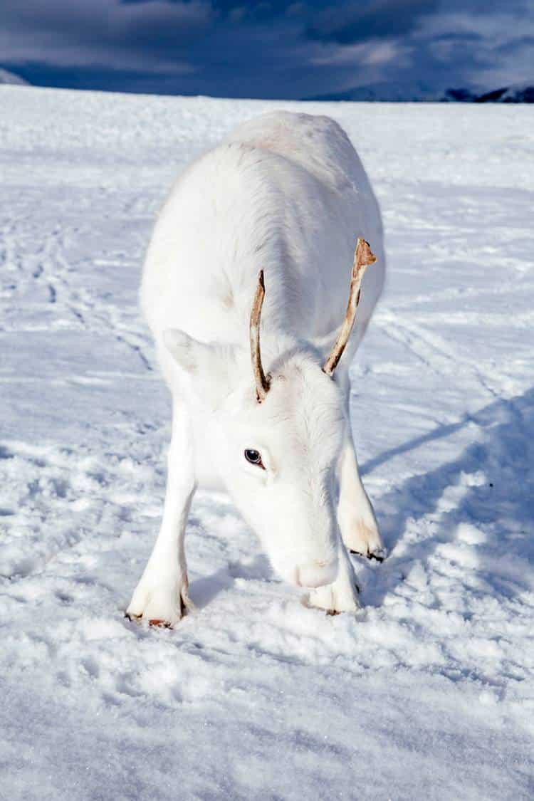 Ένας σπάνιος πανέμορφος λευκός τάρανδος εντοπίστηκε στα χιονισμένα βουνά της Νορβηγίας (φωτογραφίες)