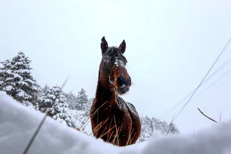 Πανέμορφο θέαμα: Άγρια άλογα απολαμβάνουν το χιονισμένο τοπίο της Σαμαρίνας (φωτογραφίες)