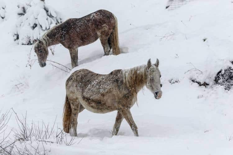 Πανέμορφο θέαμα: Άγρια άλογα απολαμβάνουν το χιονισμένο τοπίο της Σαμαρίνας (φωτογραφίες)