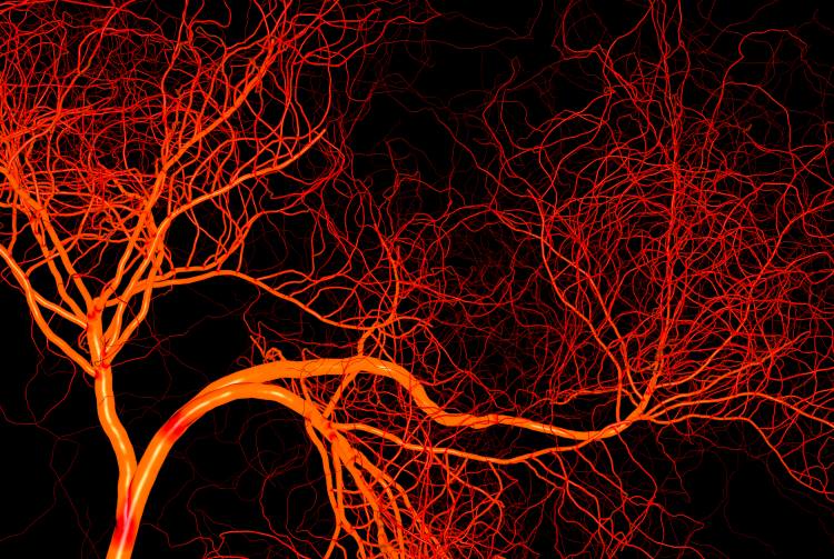 Επιστήμονες δημιούργησαν για πρώτη φορά τέλεια ανθρώπινα αιμοφόρα αγγεία