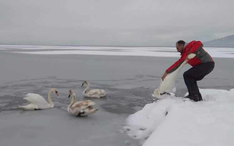Εθελοντές σώζουν παγιδευμένα πουλιά από την παγωμένη λίμνη της Καστοριάς (φωτογραφίες)