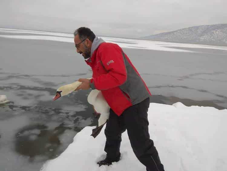 Εθελοντές σώζουν παγιδευμένα πουλιά από την παγωμένη λίμνη της Καστοριάς (φωτογραφίες)