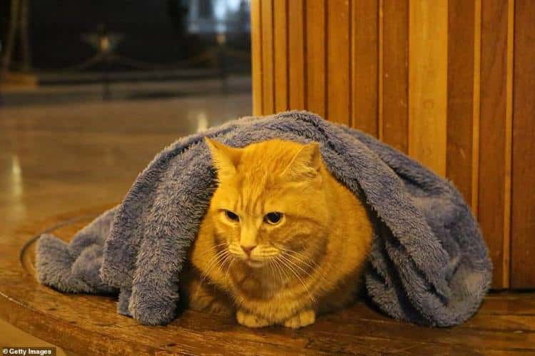 Κωνσταντινούπολη: Οδοντίατρος σκεπάζει κάθε βράδυ αδέσποτες γάτες και σκύλους για να μην κρυώνουν!
