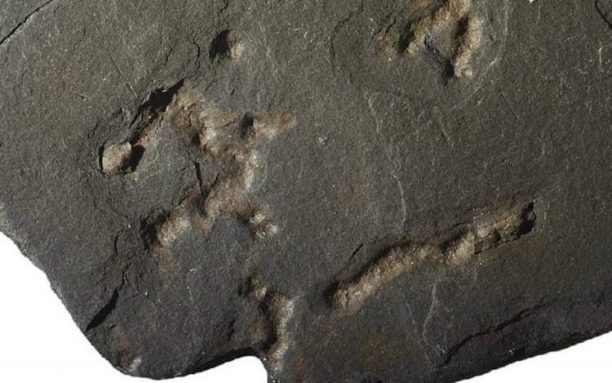 Ανακαλύφθηκαν απολιθώματα με τα αρχαιότερα ίχνη κινητικότητας στη Γη