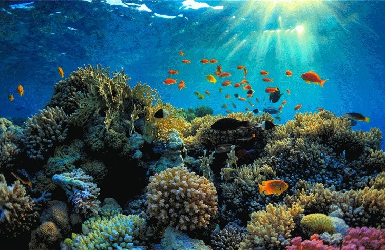 Επιστήμονες εντόπισαν τον πρώτο κοραλλιογενή ύφαλο της Μεσογείου
