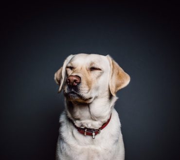 Έρευνα: Οι σκύλοι αλλάζουν χαρακτήρα με την πάροδο του χρόνου