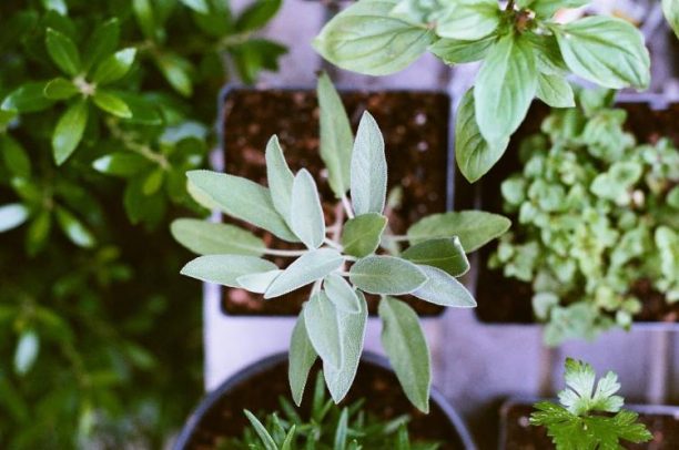 5 βότανα που μπορούμε να καλλιεργήσουμε σε εσωτερικό χώρο
