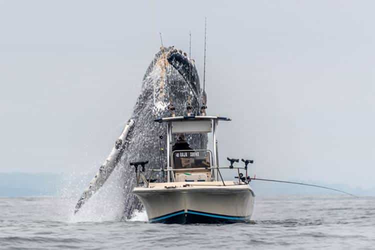Μεγάπτερη φάλαινα αναδύεται δίπλα σε έναν ψαρά και κόβει την ανάσα (Βίντεο)