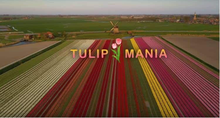 Ολλανδία: Drone ταξιδεύει πάνω από ανθισμένα λιβάδια με τουλίπες και το αποτέλεσμα μαγεύει (Βίντεο)