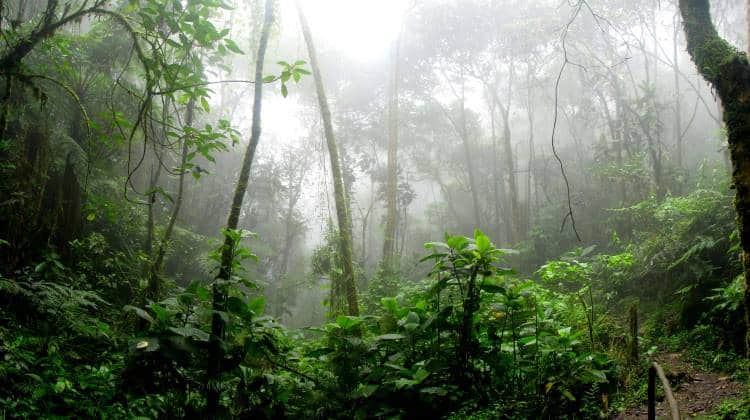 Φυλή του Αμαζονίου έσωσε μισό εκατομμύριο στρέμματα τροπικού δάσους από την κυβέρνηση του Εκουαδόρ