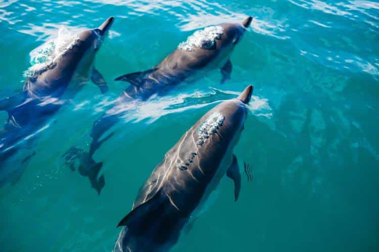 Το πρώτο καταφύγιο απελευθέρωσης αιχμάλωτων δελφινιών παγκοσμίως θα ανοίξει στους Λειψούς