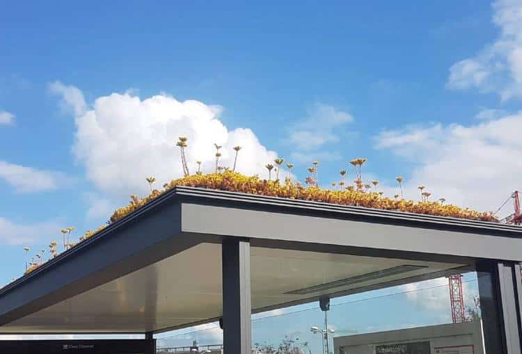 Η Ολλανδία καλύπτει τις στάσεις λεωφορείου με εκατοντάδες φυτά ως δώρο προς τις μέλισσες