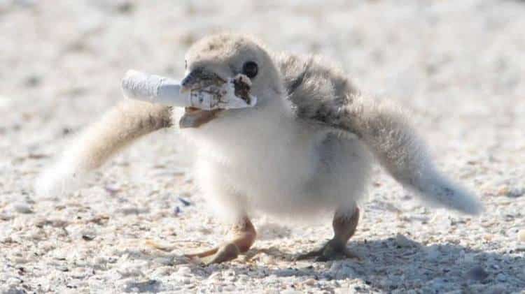 "Σπαρακτική" φωτογραφία δείχνει πουλί να ταΐζει το μικρό του με αποτσίγαρο