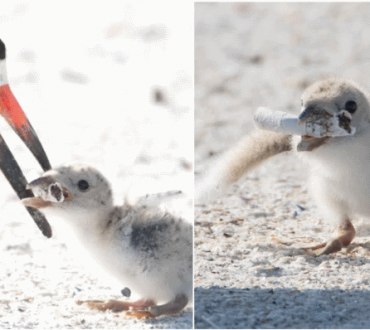 "Σπαρακτική" φωτογραφία δείχνει πουλί να ταΐζει το μικρό του με αποτσίγαρο