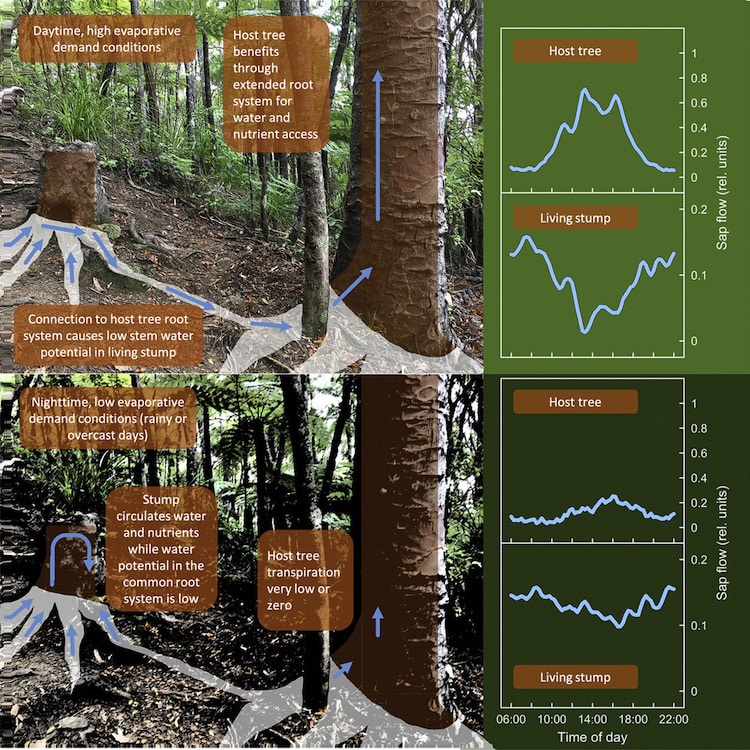 Έρευνα: Ο εκπληκτικός τρόπος που τα δέντρα βοηθούν το ένα το άλλο για να επιβιώσουν στο δάσος