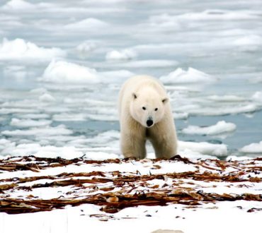 Καθώς οι πάγοι λιώνουν στην Αρκτική, ο Καναδάς προσπαθεί να προστατεύσει τους τελευταίους παγετώνες