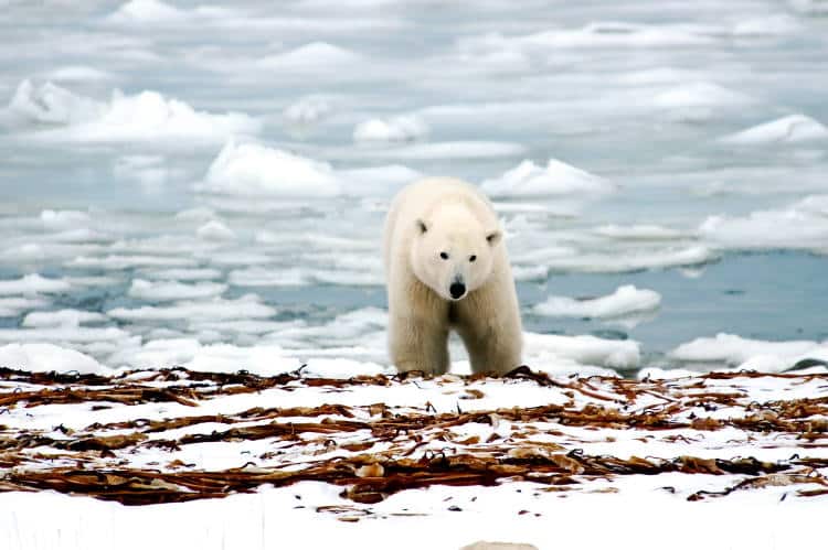 Καθώς οι πάγοι λιώνουν στην Αρκτική, ο Καναδάς προσπαθεί να προστατεύσει τους τελευταίους παγετώνες