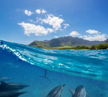 H Νέα Ζηλανδία απαγόρευσε το κολύμπι με τα ρινοδέλφινα για να τα προστατεύσει από τους τουρίστες
