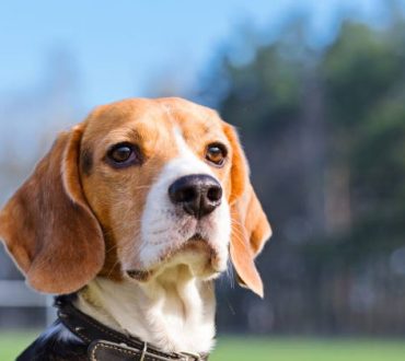 Έρευνα: Οι σκύλοι μπορούν να «μυρίσουν» τον καρκίνο του πνεύμονα με ακρίβεια σχεδόν 97%