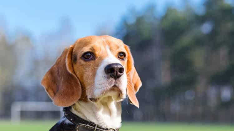 Έρευνα: Οι σκύλοι μπορούν να «μυρίσουν» τον καρκίνο του πνεύμονα με ακρίβεια σχεδόν 97%