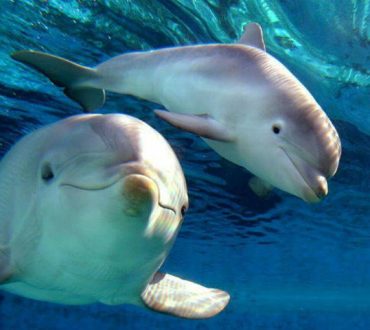 Τα θηλυκά δελφίνια τραγουδούν στα μωρά τους όταν ακόμα βρίσκονται στην κοιλιά