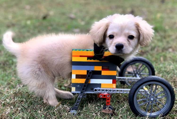 12χρονος κατασκεύασε αναπηρικό αμαξίδιο από lego για ένα υιοθετημένο κουτάβι