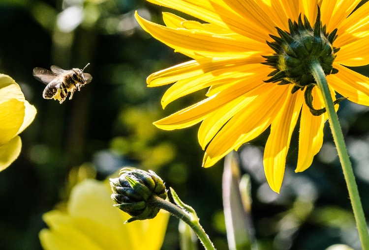 Οι μέλισσες ανακηρύχτηκαν ως τα πιο σημαντικά έμβια όντα στον πλανήτη