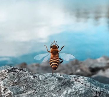 Η πρώτη μέλισσα influencer που προσπαθεί να σώσει το είδος της (Φωτογραφίες)