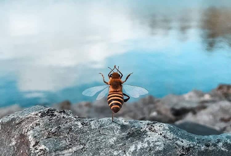 Η πρώτη μέλισσα influencer που προσπαθεί να σώσει το είδος της (Φωτογραφίες)