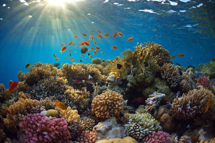 Επιστήμονες χρησιμοποιούν υποβρύχια ηχεία για να ζωντανέψουν ξανά τους κοραλλιογενείς υφάλους