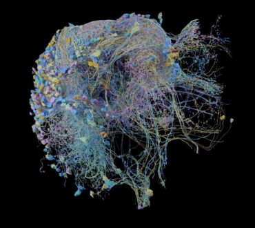 Η Google δημοσίευσε τον πιο λεπτομερή 3D χάρτη των συνάψεων του εγκεφάλου (Βίντεο)