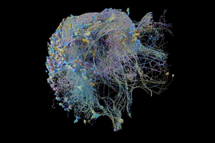 Η Google δημοσίευσε τον πιο λεπτομερή 3D χάρτη των συνάψεων του εγκεφάλου (Βίντεο)