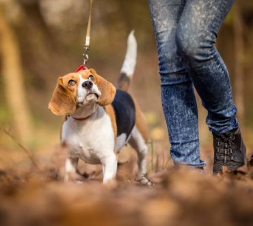 Πώς να βγάλουμε τον σκύλο βόλτα σωστά, σύμφωνα με τους ειδικούς