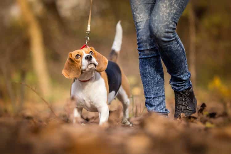 Πώς να βγάλουμε τον σκύλο βόλτα σωστά, σύμφωνα με τους ειδικούς