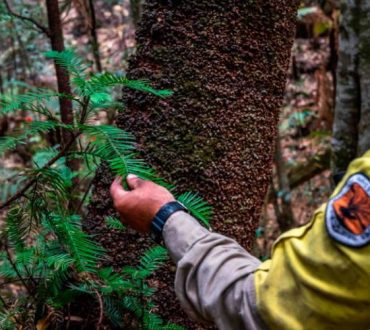 Αυστραλία: Τα τελευταία δέντρα από την εποχή των δεινοσαύρων σώθηκαν χάρη στις προσπάθειες των αποφασισμένων πυροσβεστών