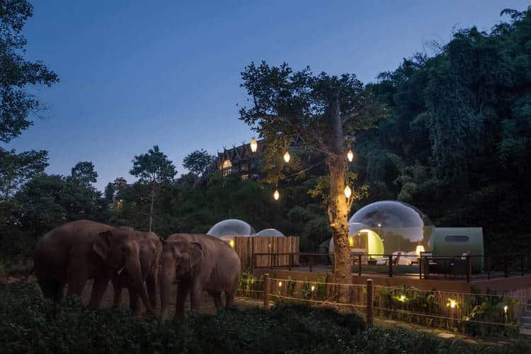 Στην Ταϊλάνδη οι επισκέπτες μπορούν να κοιμηθούν σε γυάλινα δωμάτια δίπλα σε ελέφαντες (Φωτογραφίες)