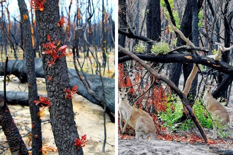 Αυστραλία: Η ζωή επιστρέφει ξανά στην καμμένη γη (Φωτογραφίες)