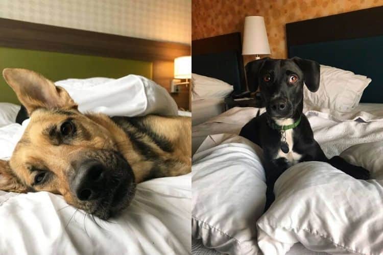 Επισκέπτες σε ξενοδοχείο μπορούν να διαλέξουν για συντροφιά αδέσποτους σκύλους και να τους υιοθετήσουν