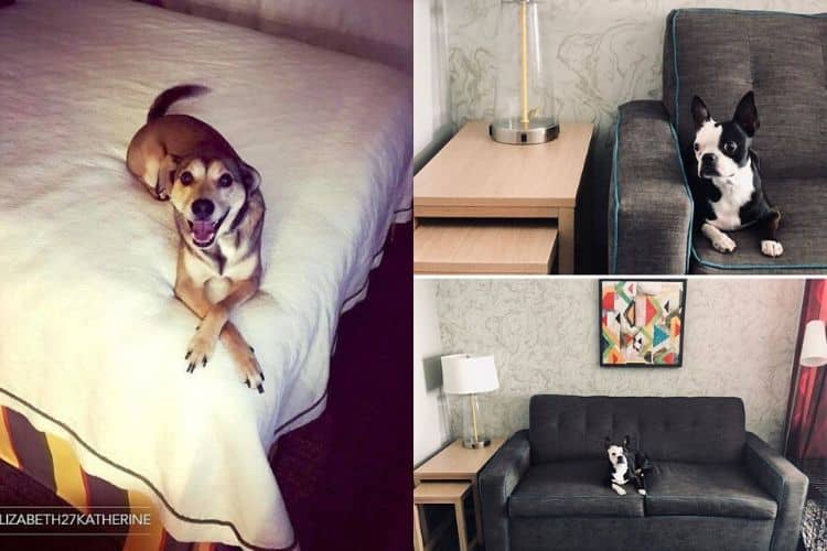 Επισκέπτες σε ξενοδοχείο μπορούν να διαλέξουν για συντροφιά αδέσποτους σκύλους και να τους υιοθετήσουν