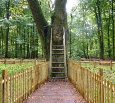 Γερμανία: Το αιωνόβιο δέντρο που βοηθά τους κατοίκους να βρουν την αληθινή αγάπη