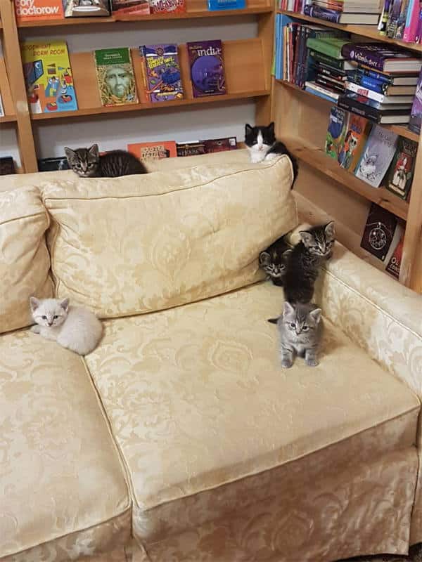 Βιβλιοπωλείο στον Καναδά φιλοξενεί αδέσποτες γάτες και οι πελάτες μπορούν να τις υιοθετήσουν (Φωτογραφίες)
