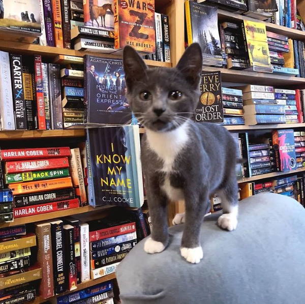 Βιβλιοπωλείο στον Καναδά φιλοξενεί αδέσποτες γάτες και οι πελάτες μπορούν να τις υιοθετήσουν (Φωτογραφίες)