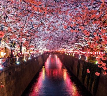Hanami: Οι Ιάπωνες θαυμάζουν τις ανθισμένες κερασιές και καλωσορίζουν την άνοιξη