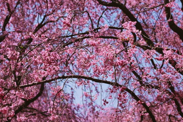 Hanami: Οι Ιάπωνες θαυμάζουν τις ανθισμένες κερασιές και καλωσορίζουν την άνοιξη