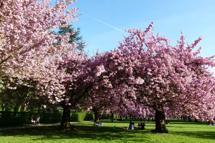 Hanami: Οι Ιάπωνες θαυμάζουν τις ανθισμένες κερασιές και καλωσορίζουν την άνοιξη