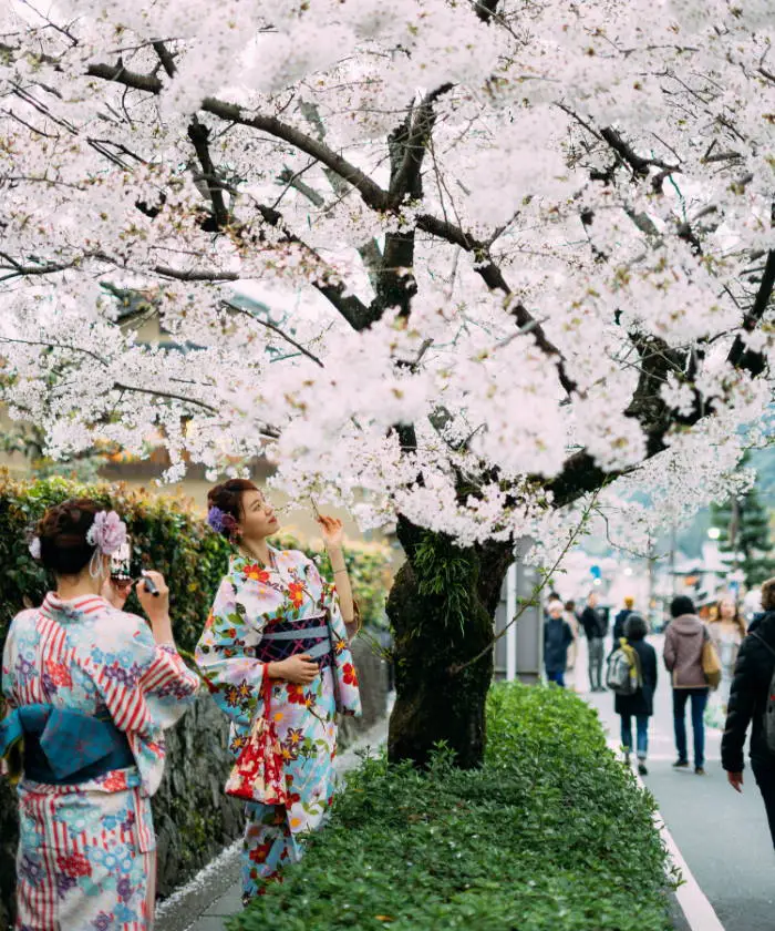 Hanami: Οι Ιάπωνες θαυμάζουν τις ανθισμένες κερασιές και καλωσορίζουν την άνοιξη