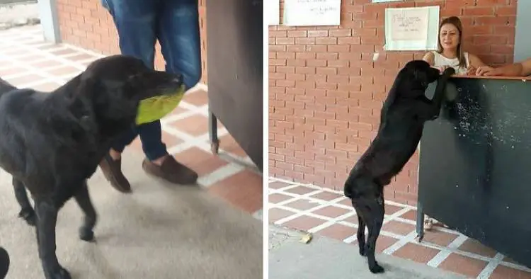 Σκύλος αγοράζει κάθε μέρα μπισκότα πληρώνοντας με φύλλα δέντρου (Φωτογραφίες)